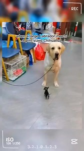 78K views · 3.8K reactions | So cute puppies 殺 #labrador #chihuahua #puppy #dog #dogtok #doglover #petlover #fyp | Chihuahua Puppy | Facebook