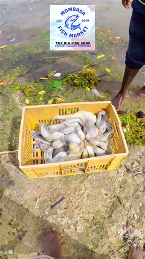 Octopus at Mombasa Fish Market
