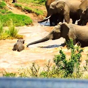 936K views · 621 reactions | Baby Elephant Saved from Drowning ❤️ | Michael Andreas Häringer | Facebook