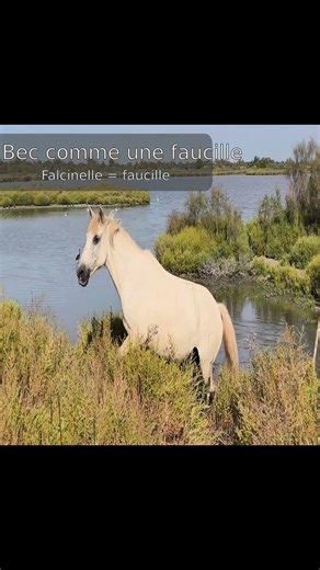 Savais-tu ça sur l'ibis falcinelle ?