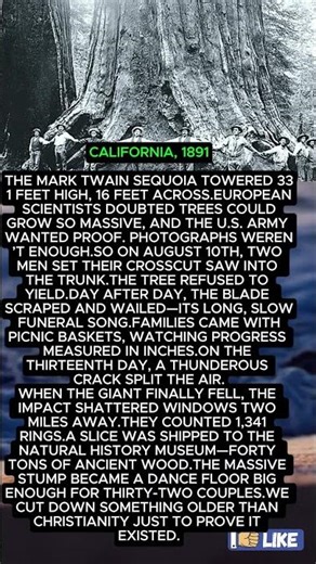 Felling the Mark Twain Giant: The Day We Cut Down a 1,300-Year-Old Sequoia