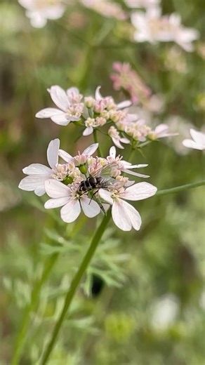 Insect sucking nectar from flower #garden #biology #nature #terracegardenindia #pollinators #petal