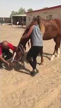 Horse Throws Off Woman While She Tried to Ride - 1122622