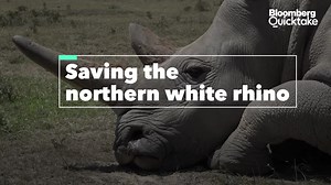 Saving the Northern White Rhino From Extinction