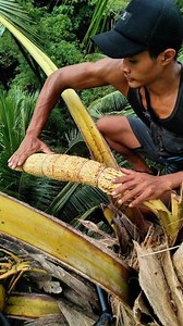 Coconut flower bending process 🌴 Second step before coconut sap tapping. #CoconutFlower #CoconutSap #SapTapping #TraditionalProcess #VillageLife | Ken