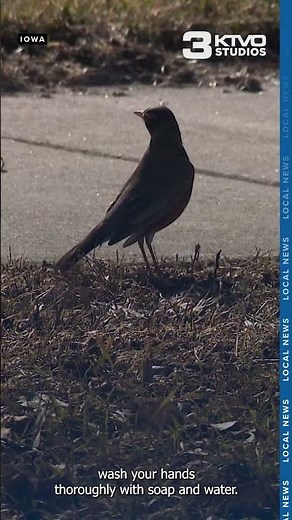 Iowa Department of Natural Resources reported cases of bird flu in the region