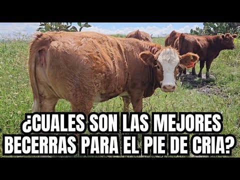 ¿Cuales son las MEJORES BECERRAS para el PIE DE CRIA? | PARIDORAS y MANTENIDAS | RancheandoAndo