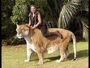 Wow !!!! King of the big cats is the liger