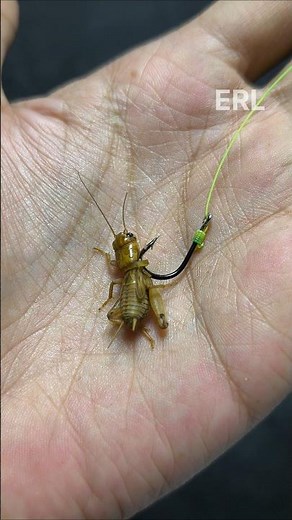 How to attach cricket bait to a hook with rubber #tutorial #belajarmancing