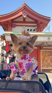 Does your Yorkie insist on being hand-fed like a tiny royal? 💁🏻‍♀️ #FunFactFriday: Some Yorkies prefer to be hand-fed because it feels more intimate and secure—it’s their way of bonding (and maybe just a little bit of diva behavior too). This is just for fun and entertainment—every pup has their quirks! Is your Yorkie like this, or are they more of an independent snacker? Yorkshire Terrier YorkieLife Dog Mom Life Small Dog Big Personality Hand Fed Only Yorkie Attitude Spoiled Dog Dog Behavior 