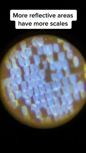 Butterfly Wing Microscopic View