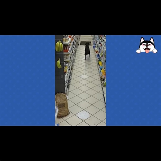 18K views · 359 reactions | Dogs Who Love to Share Their Goofy Side 藍藍藍 | Pets Lab | Facebook