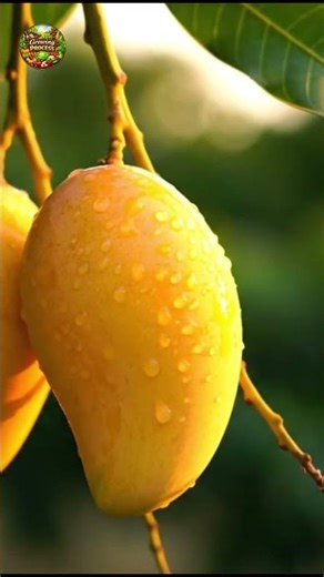 Giant Yellow Mangoes on Tree 😍🥭 | So Juicy!