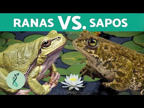 ¡DIFERENCIAS entre RANAS y SAPOS! 🐸 (Características y Semejanzas de Ranas y Sapos)