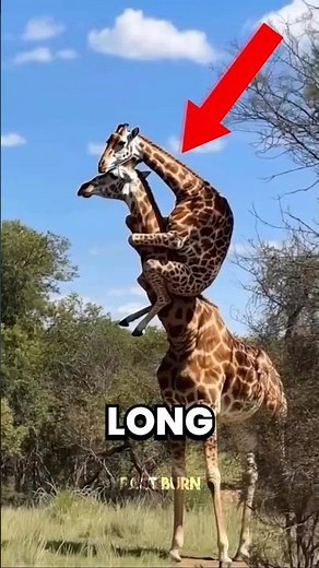 Top 5 LONG-NECK Animals That Seem Impossible 😱 #LongNeckAnimals #AmazingAnimals