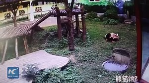 A man jumps into a giant panda den in south China's Jiangxi Province. The bear, who was taking a nap, suddenly gets irritated. | China Xinhua News