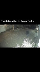 #FidelityADT Cats on the prowl in Northern Joburg. They are playing Cat and Mouse with us and I am sad to say we are behaving like mice. We are being eaten. Do you have videos of other cats? 🐈‍⬛ Please send them to me 0825611065 # | Andre Snyman eblockwatch