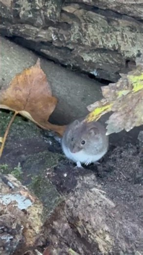 Мышка в лесу.