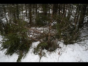Pen Snaring Snowshoe Hares
