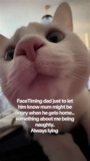 Funny Cat FaceTime Video with Dad
