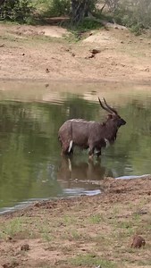 Beware what lurks beneath the surface 🐊😮 This nyala bull had an insanely lucky escape as it wandered a little too close - into the waiting jaws of a large crocodile...! Antelope sometimes use water as a form of escape from other predators - especially African Wild dogs - but in this case it was almost out of the frying pan...and into the fire 🙈 What a well-timed capture by guide Cole 🙌 📹 @ranger.cole | Waterbuck Game Lodge