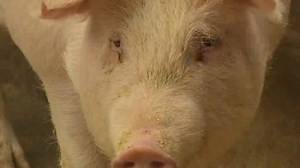 Reality check: new flu strain in pigs is not immediate threat to people