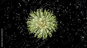Water spinning off Dahlia flower in super slow motion