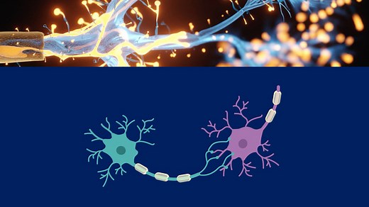 Nervenzelle – Bau und Funktion | sofatutor.com