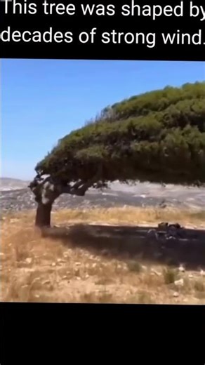 This tree exhibits anemomorphogenesis, a phenomenon where persistent wind stress influences plant