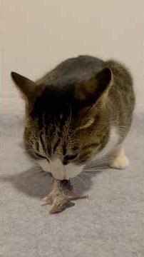 猫がネズミを食べるASMR