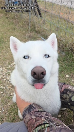 Have you been dreaming of a white Christmas? ❄️ Meet Napoleon, a stunning white Siberian Husky who is ready to find his forever home. Napoleon is great with other dogs and wonderful with kids. He is housebroken, friendly, and full of that classic Husky charm. He would do best in a home without cats, but he’s more than ready to be the perfect companion for the right family. If you’ve been wishing for a little more joy this season, Napoleon might be the one. Come meet him at the Glenn Heights Anim