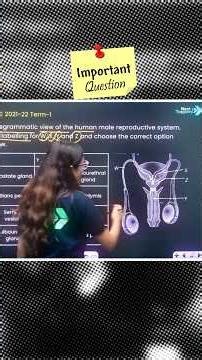 Can You Label the Human Male Reproductive System Correctly? 🤔 | Class 11 Biology