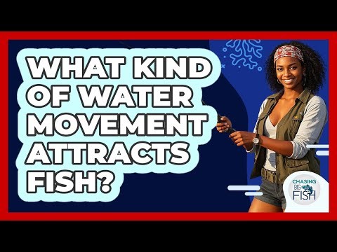 What Kind Of Water Movement Attracts Fish?