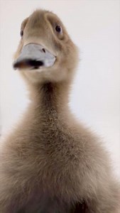 The spectacled eider ducklings cannot get any cuter! 😍 Listen and see if you can hear this one calling over to his friend across the room. 📷: ASLC Aviculturist Laura | Alaska SeaLife Center