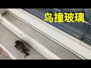 真相令人震惊，数据令人发麻 。鸟撞玻璃:背后却是巨大商机【Subtitle 字幕】