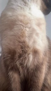 this trend but ✨dobby✨ | Thatcatdobby