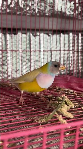 Gouldian Finch Breeding Update #gouldianfinch #birds #birdcare