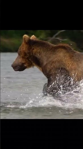 Grizzly Bear Life - Grizzly Bear Fishing Expert !