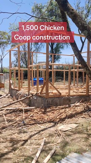 Constructing a Poultry Coop for 1,500 Chickens
