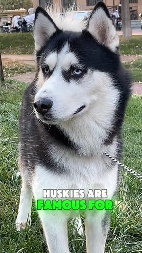 ❄️ Incredible Siberian Husky Facts You Need to Know! 🐺 #pets #siberianhusky #husky #dogfacts #dogs