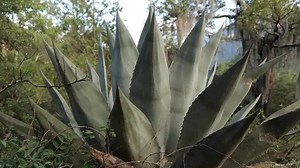 Mexican long-nosed bats are no strangers to southeastern Arizona. The proof is in the saliva