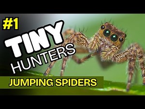 10 Amazing Types of Jumping Spiders (Video 1 of 2)