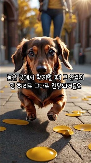 허리 건강 사수! 차에서 내릴 때 절대 점프 금지 (허리 디스크 예방)#닥스훈트 #강아지허리디스크 #강아지여행 #닥스온 #강아지계단 #반려견건강