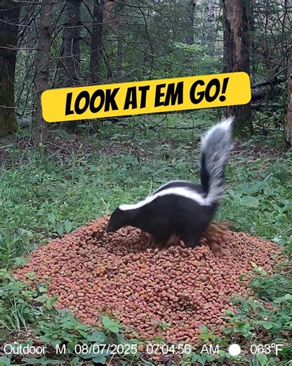 Curious Skunk digs through a Pile of Kibble in the Woods!