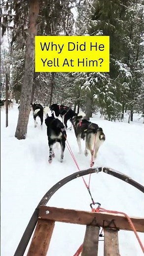 Dog Sledding In Sweden | Kiruna Sweden Travel #swedentravel