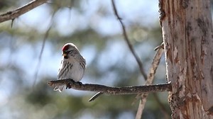 clip-1053801266-female-common-redpoll-on-branch
