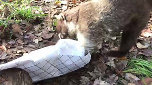 Catty Shack Ranch Wildlife Sanctuary on Reels