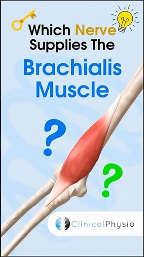 Brachialis Muscle Nerve Supply #physiotherapy #physicaltherapy #anatomy #brachialis