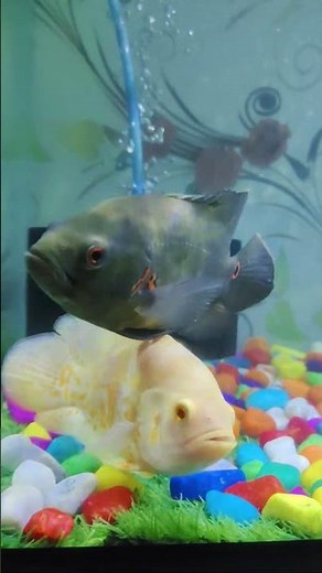 😱 Oscar Fish Ko Pakdna Bahut Mushkil Hai 😳 | Most Dangerous Aquarium Fish | #shorts #fish #worldfish