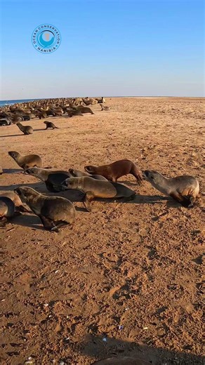 179K views · 7.9K reactions | This young seal got entangled in a...